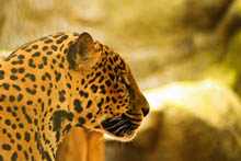Jaguar 11